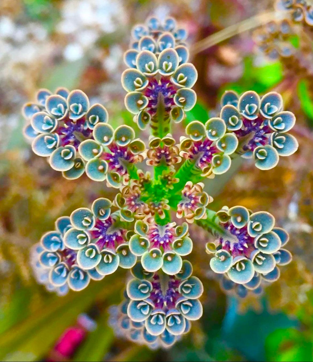 Mother of Millions seeds, amazing colours, fun and easy to grow, gift idea, house plant, organic, educational activity fast shipping