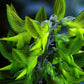 Green Birdflower Seeds, Regal Bird Flower - Crotalaria Cunninghamii (seeds for all year round), personalized gift, Fast Shipping