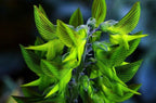 Green Birdflower Seeds (seeds for all year round) fun and easy to grow, with tips and tricks how to grow, great gift, Fast Shipping