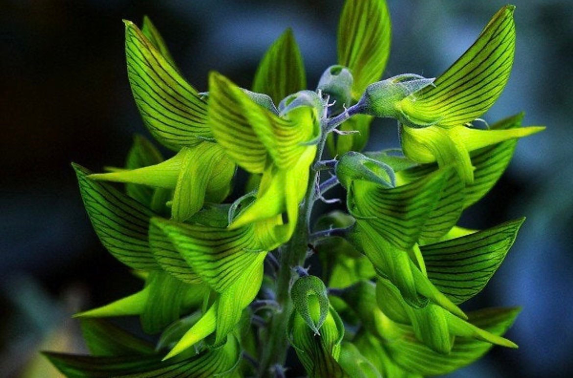 regal bird flower seeds Green Birdflower Seeds