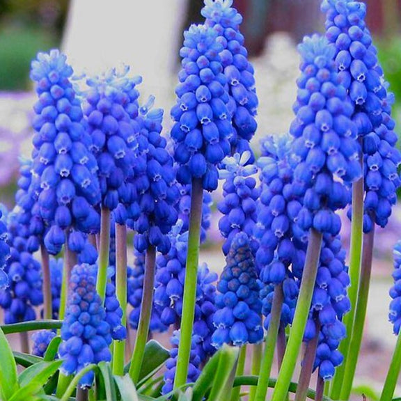 Little Blue Grapes Hyacinth Bulbs, amazing colour, fun and easy, gift idea, for indoors and in your garden, for your balcony, frost hardy