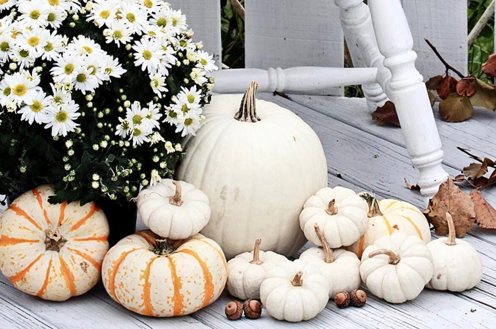Little White Pumpkin seeds, fun & easy to grow, edible pumpkins, fast shipping, great gift for any plant lover, Halloween