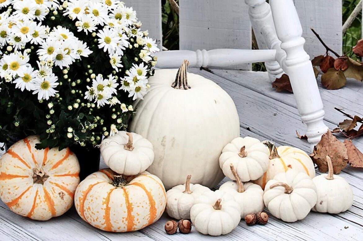 Little White Pumpkin seeds, fun & easy to grow, edible pumpkins, fast shipping, great gift for any plant lover, Halloween