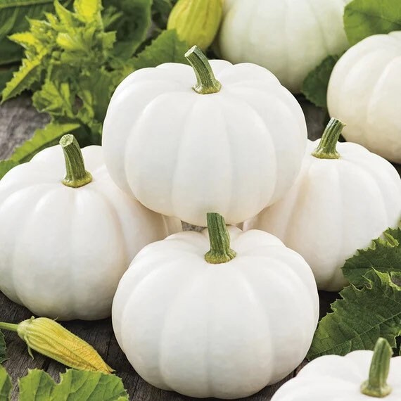 Little White Pumpkin seeds, fun & easy to grow, edible pumpkins, fast shipping, great gift for any plant lover, Halloween