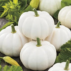 Little White Pumpkin seeds, fun & easy to grow, edible pumpkins, fast shipping, great gift for any plant lover, Halloween