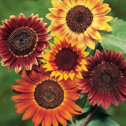 Red Sunflower seeds, amazing colours, fun and easy to grow, Fast shipping, fantastic gift for any plant lover, beautiful flowers