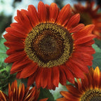 Vibrant Red Sunflower seeds, fun and easy to grow, Fast Shipping, fantastic gift for any plant lover, beautiful flowers