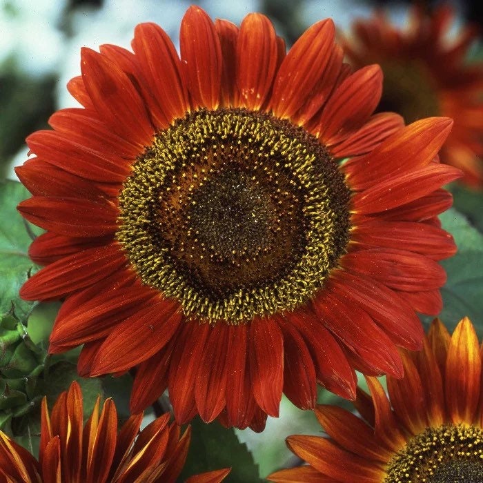 Vibrant Red Sunflower seeds, fun and easy to grow, Fast Shipping, fantastic gift for any plant lover, beautiful flowers