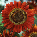 Red Sunflower seeds, amazing colours, fun and easy to grow, Fast shipping, fantastic gift for any plant lover, beautiful flowers