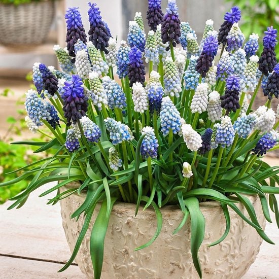 Little Blue Grapes Hyacinth bulbs, plant them NOW, amazing colour, fun and easy, for indoors and for garden and balcony, frost hardy