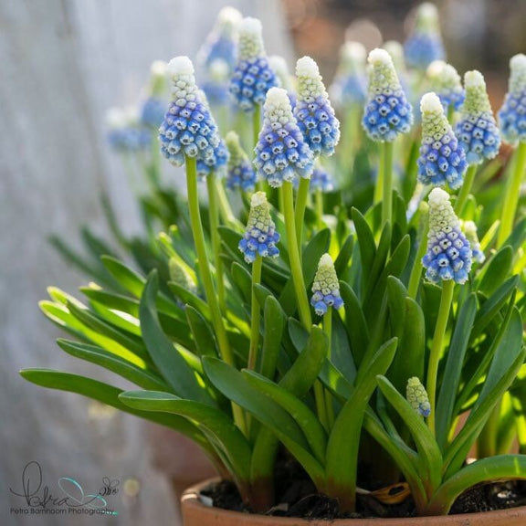 Mini Blue Grapes Hyacinth Bulbs, amazing colour, fun and easy, gift idea, for indoors and in your garden, for your balcony, frost hardy