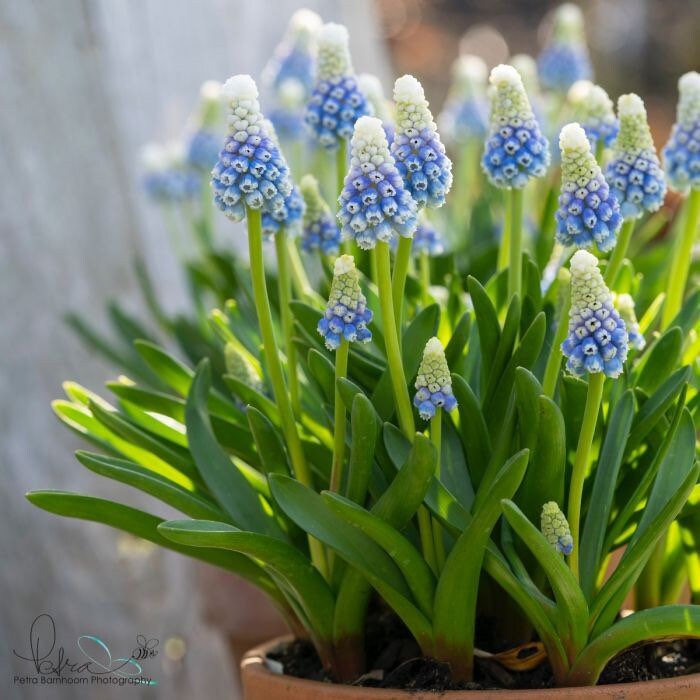 Little Blue Grapes Hyacinth Bulbs, amazing colour, fun and easy, gift idea, for indoors and in your garden, for your balcony, frost hardy