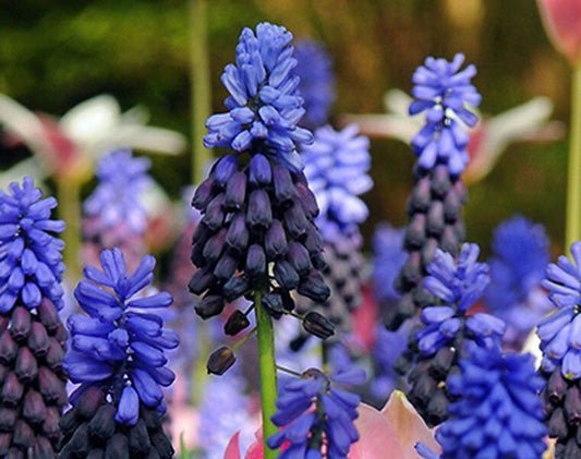 Mini Blue Grapes Hyacinth Bulbs, amazing colour, fun and easy, gift idea, for indoors and in your garden, for your balcony, frost hardy