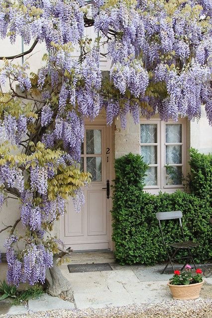 Wisteria Purple Rain, seeds for indoors & outdoors, fast growing, a fantastic gift, organic, fast shipping, a lovely gift