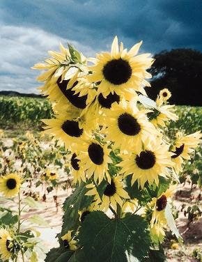Moonwalker Sunflower seeds, fun and easy to grow, beautiful light yellow flowers, Shipping Worldwide, fantastic gift for any plant lover