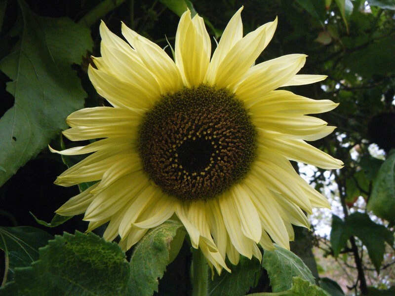 Moonwalker Sunflower seeds, fun and easy to grow, beautiful light yellow flowers, Shipping Worldwide, fantastic gift for any plant lover