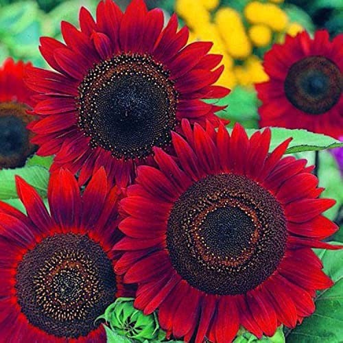 Vibrant Red Sunflower seeds, fun and easy to grow, Fast Shipping, fantastic gift for any plant lover, beautiful flowers
