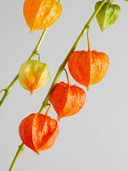 Orange Lantern Plant seeds, amazing colours, fun and easy to grow, gift idea, indoor and outdoor plant, Winter Wonderland