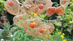 Orange Lantern Plant seeds, amazing colours, fun and easy to grow, gift idea, indoor and outdoor plant, Winter Wonderland