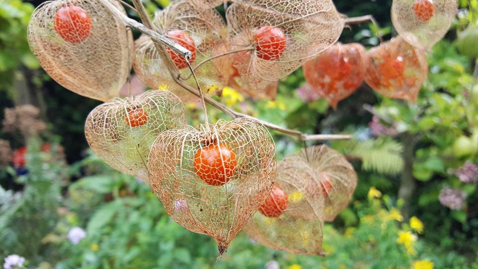 Orange Lantern Plant seeds, amazing colours, fun and easy to grow, gift idea, indoor and outdoor plant, Winter Wonderland