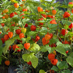 Orange Lantern Plant seeds, amazing colours, fun and easy to grow, gift idea, indoor and outdoor plant, organic, fast shipping