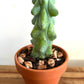 Boobie Cactus in cute terracotta pot. A really cool gift! Easy to care for. Present for Mother’s Day, Father’s Day. Boob cactus