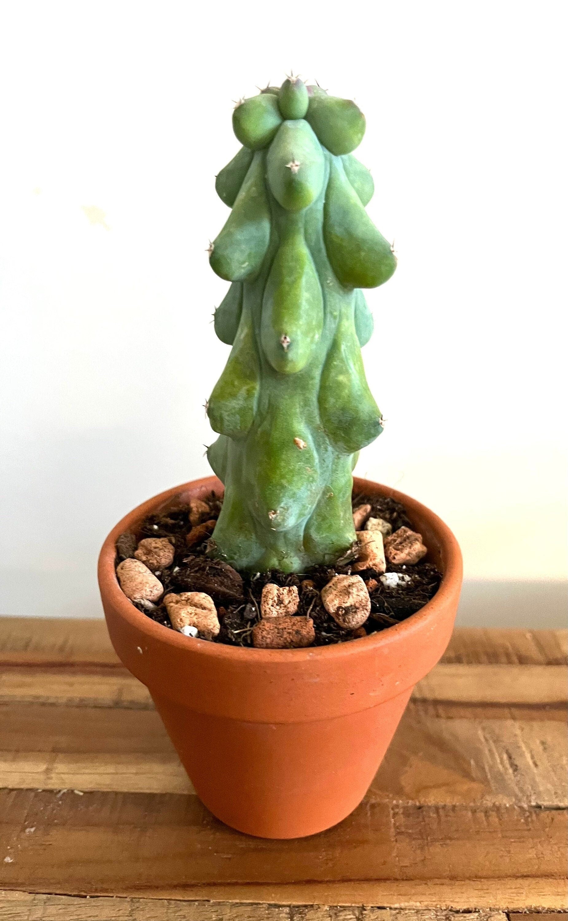 Boobie Cactus in cute terracotta pot. A really cool gift! Easy to care for. Present for Mother’s Day, Father’s Day. Boob cactus