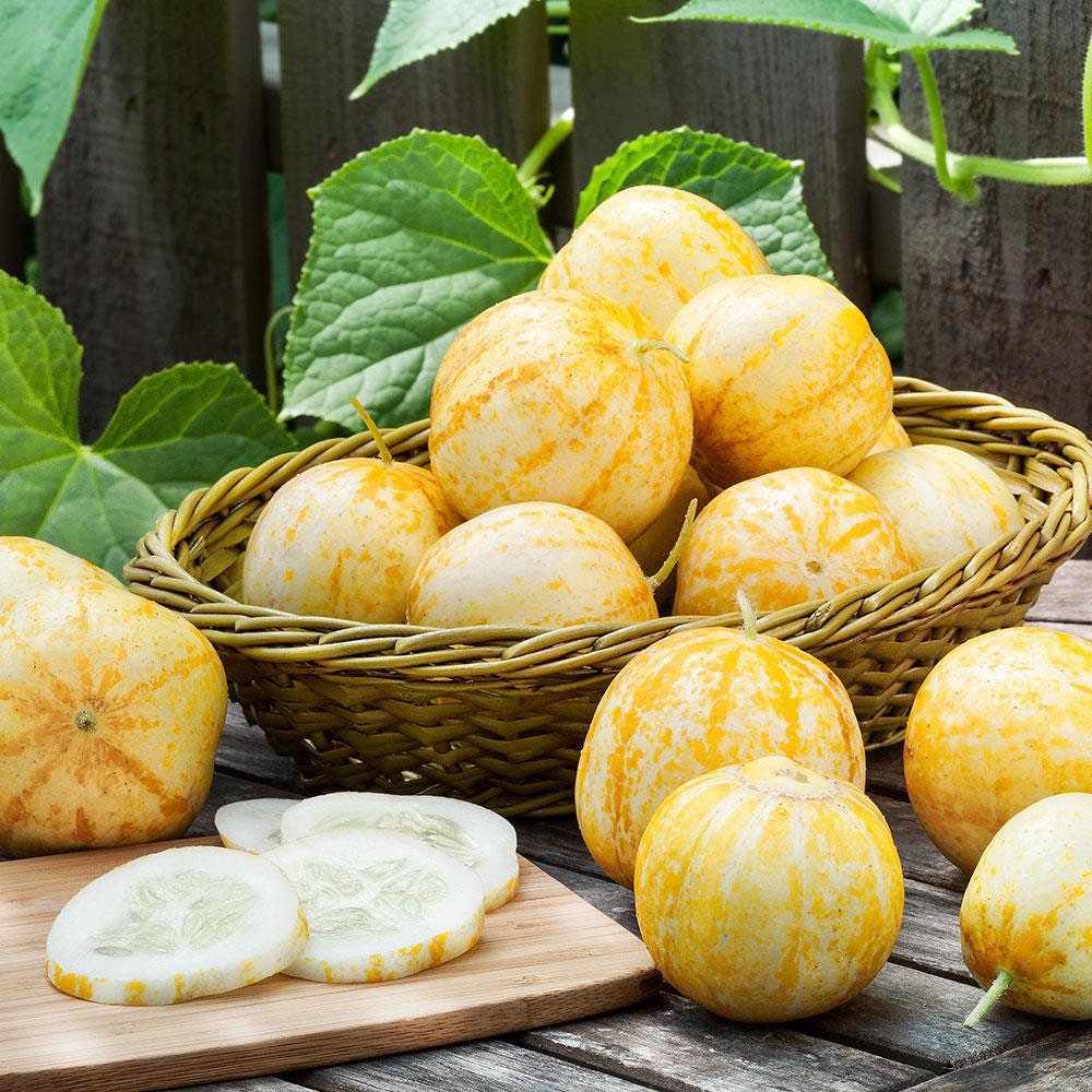 Lemon Apple Cucumber Seeds: Organic, Exotic, Homegrown Fruit Vegetables garden