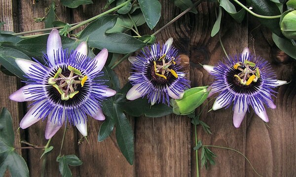 Passion Flower seeds, fun and easy to grow, beautiful flowers, Fast shipping, fantastic gift for any plant lover, for indoors and outdoors