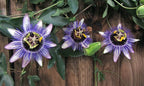 Passion Flower seeds, fun and easy to grow, beautiful flowers, Fast shipping, fantastic gift for any plant lover, for indoors and outdoors