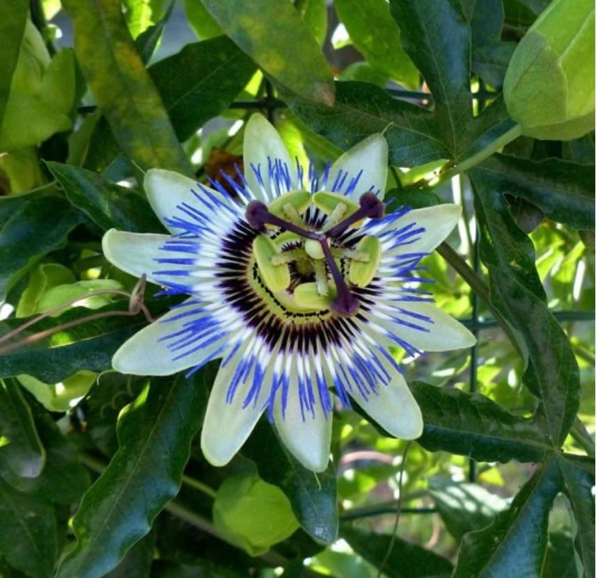Passion Flower seeds, for indoors and outdoors, fun and easy to grow, beautiful flowers, Fast shipping, fantastic gift for any plant lover