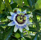 Passion Flower seeds, fun and easy to grow, beautiful flowers, Fast shipping, fantastic gift for any plant lover, for indoors and outdoors