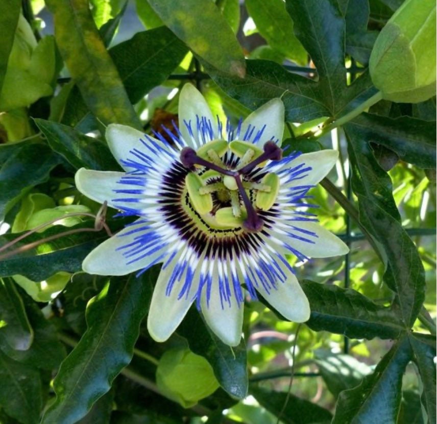 Purple Blue Passion Flower Seeds: Perennial Climbing Vine, Passiflora, Flowering Plants