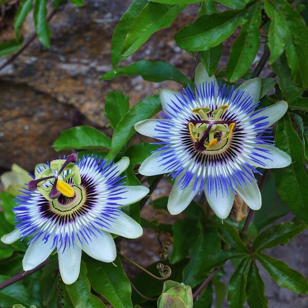 flower seeds that bloom fast Passion Flower seeds, fun and easy to grow, beautiful flowers, Fast sh – Helen's Greenhouse