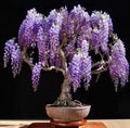 Bonsai seeds, Purple and Blue flowers, fun and easy to grow, fast growing, fast shipping, success guaranteed