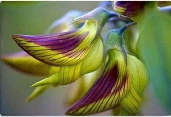 Bird Flower seeds, (seeds for all year round) Fast shipping, a great gift for any plant lover, high quality seeds, organic, fast shipping
