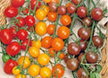 Tri Color Cherry Tomato seeds, 3 different types of cherry tomatoes, Multi Color, fun and easy to grow, gardening, rainbow, fast shipping