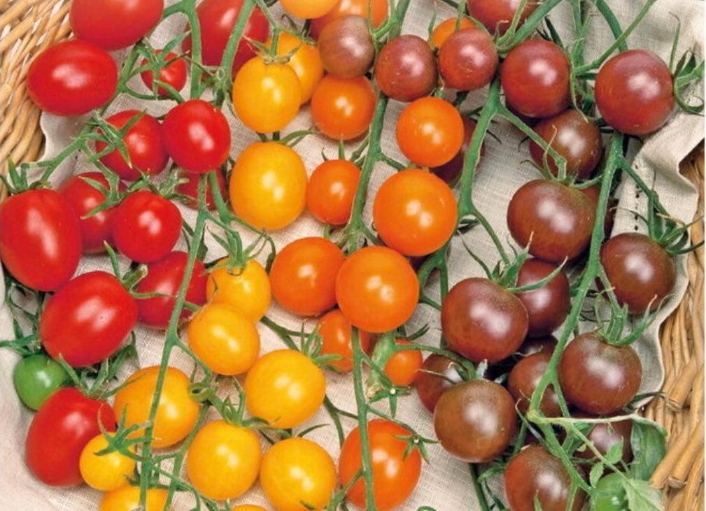 Tri Color Cherry Tomato seeds, 3 different types of cherry tomatoes, Multi Color, fun and easy to grow, gardening, rainbow, fast shipping