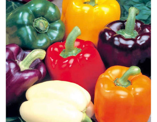 5 Different Color Sweet Pepper seeds, Paprika, purple, white, orange, yellow, red, organic, gift for any plant lover & gardener, 5 varieties