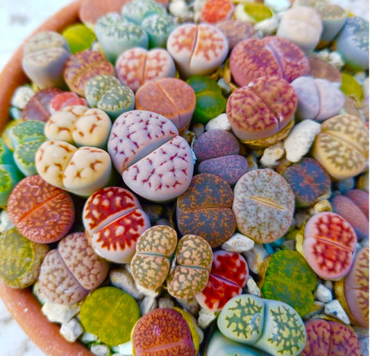 Colorful Lithops seeds, amazing colours, fun and easy to grow, gift idea, succulents, organic, house plants, fast shipping