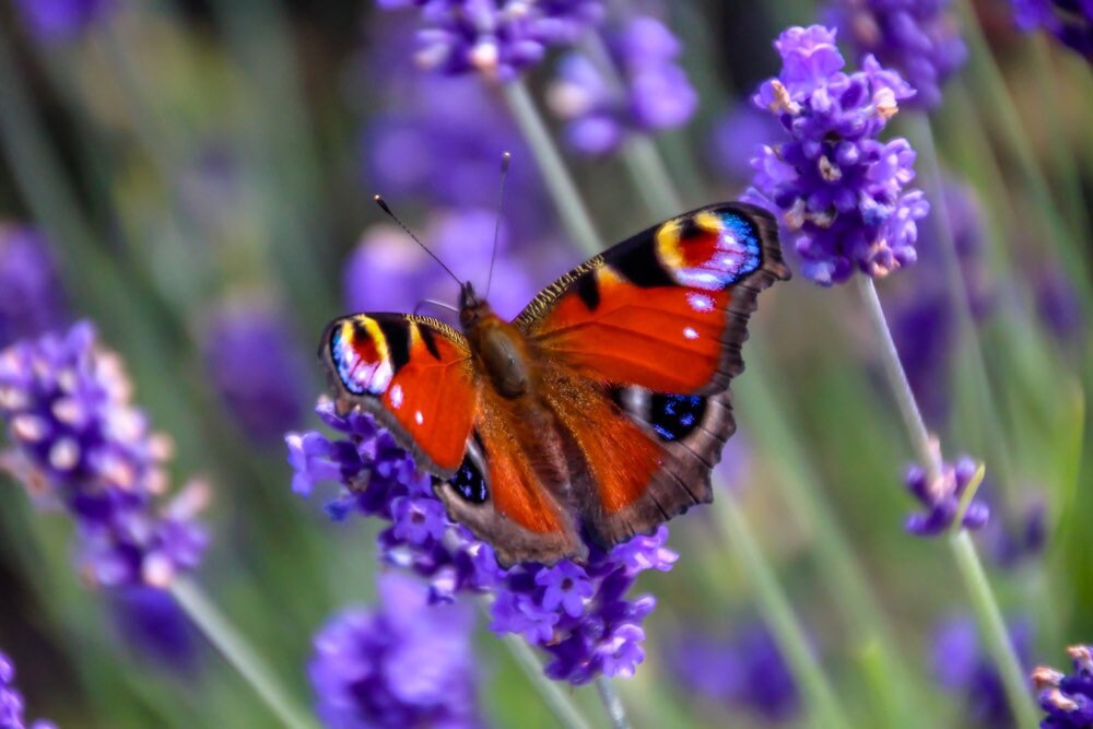flower seeds that attract butterflies Butterfly Garden Flower Seeds