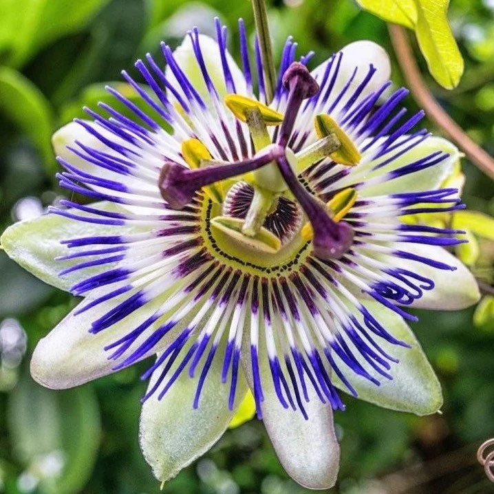 Passion Flower seeds, fun and easy to grow, beautiful flowers, Fast shipping, fantastic gift for any plant lover, for indoors and outdoors