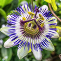 Passion Flower seeds, fun and easy to grow, beautiful flowers, Fast shipping, fantastic gift for any plant lover, for indoors and outdoors