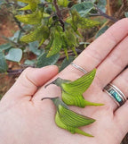 Birdflower seeds (for all year round) fast shipping, great gift, easy to grow, success guaranteed, high quality seeds, hummingbird flowers