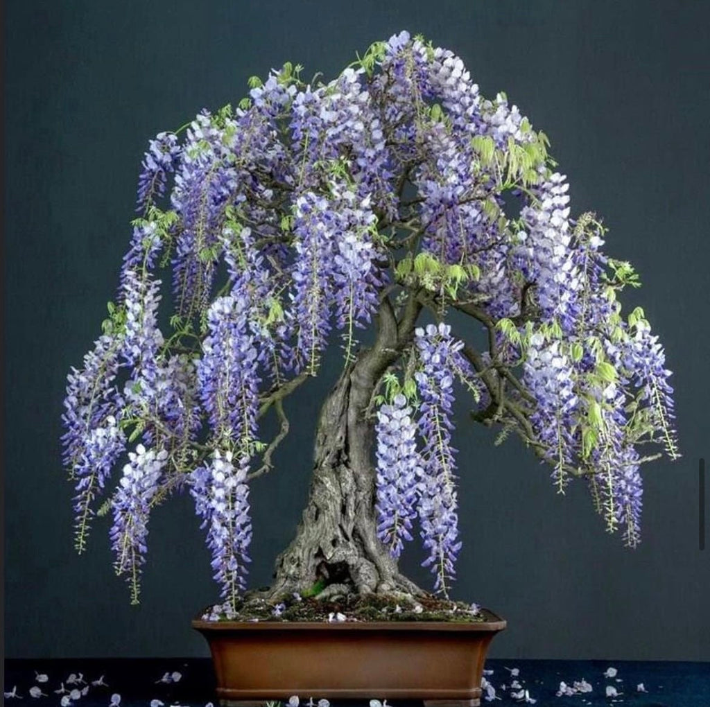 Blue Rain Bonsai seeds, Purple and Blue flowers, fun and easy to grow, fast growing, fast shipping, success guaranteed