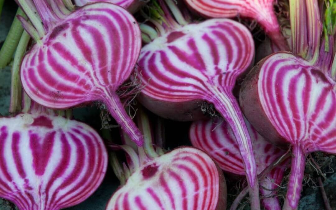 Striped Beetroot seeds, grow your own Beetroot Burger, Beetroot carpaccio, fun and easy to grow, great gift, organic & vegan, fast shipping