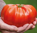 GIANT Tomato seeds, XXL, can become 2lb! 1 kilo! fantastic gift for vegan friends and family, organic, can be grown in all zones