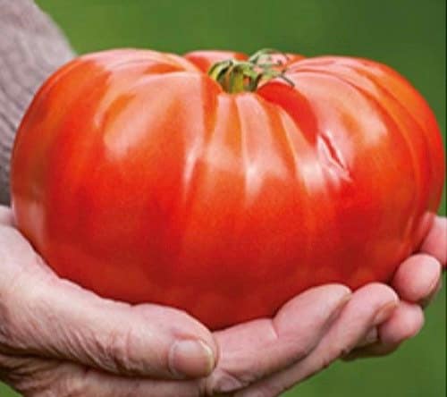 Giant Tomato Seeds: XXL Variety, Grow 2lb / 1 Kilo Fruit, Meet "Brutus" from Holland, Easy to Grow