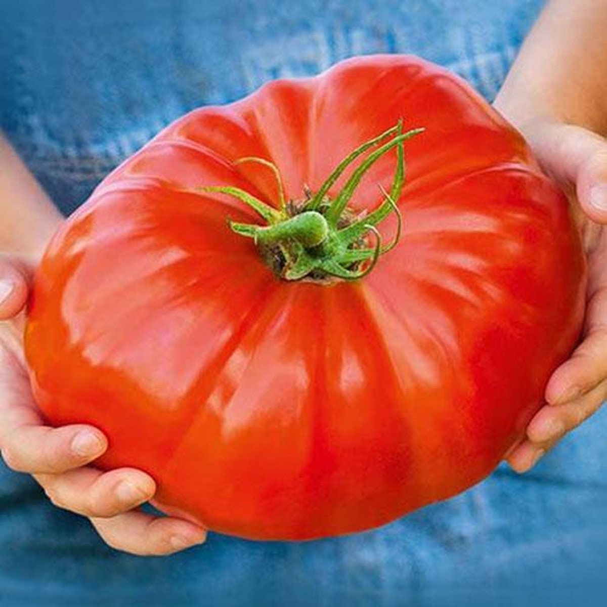Giant Tomato Seeds: XXL Variety, Grow 2lb / 1 Kilo Fruit, Meet "Brutus" from Holland, Easy to Grow