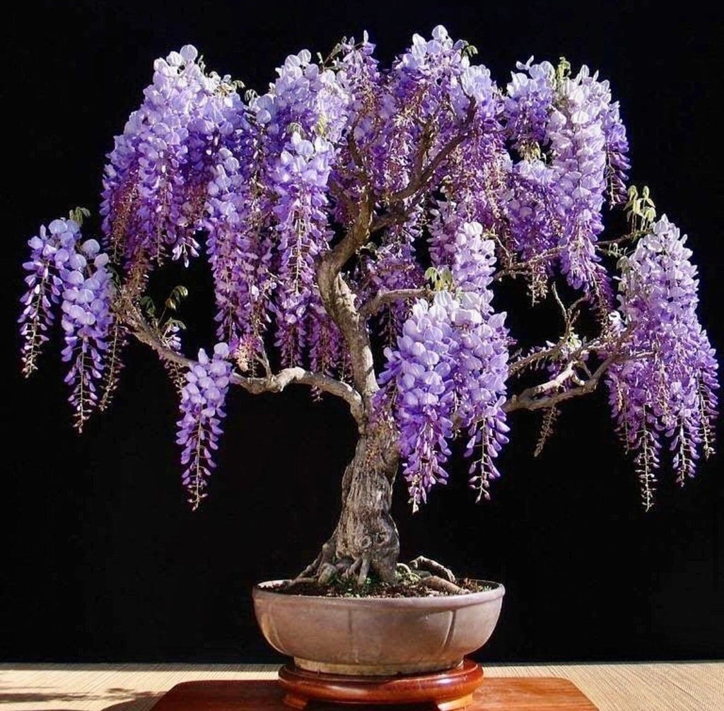 Purple Rain Bonsai seeds, fun and easy to grow (US and Canada) fast growing, fast shipping, organic